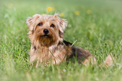 Portrait of puppy sitting on grass