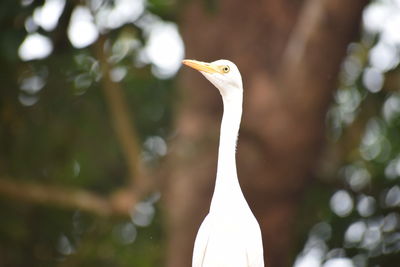 Close-up of a bird against blurred background