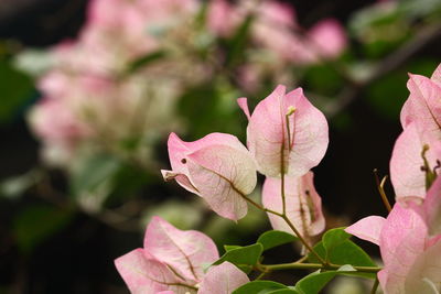 Close-up of pink flowering plant leaves