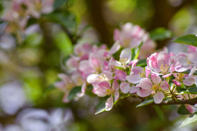 Close-up of pink flowering plants