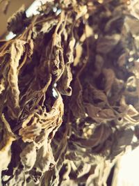 Close-up of dried leaves