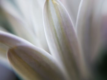 Close-up of flower