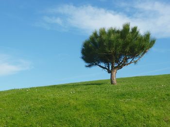 Tree on field against sky