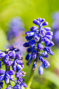 Close-up of purple flowering plants