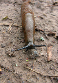 Close-up of snail on land