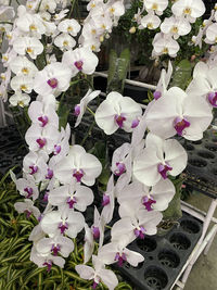 Close-up of white flowering plants