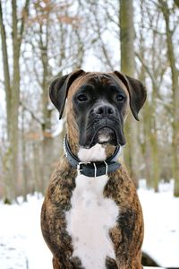 Close-up portrait of a dog