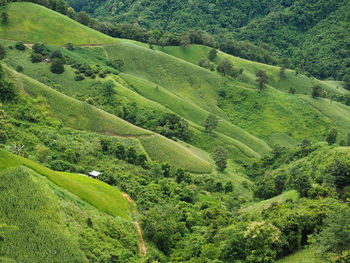 High angle view of green landscape