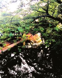 Trees growing in forest