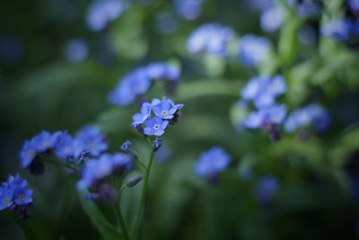 Close-up of purple flowering plants in park