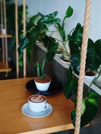 Close-up of potted plant on table