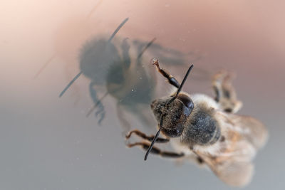 Close-up of bee on a window