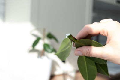 Close-up of hand holding leaves