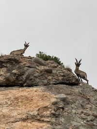 Low angle view of deer on rock against sky