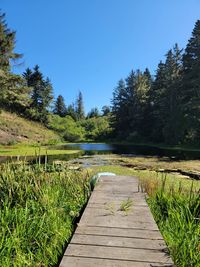 Boardwalk amidst trees by lake against sky