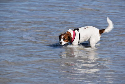 Dog in the sea