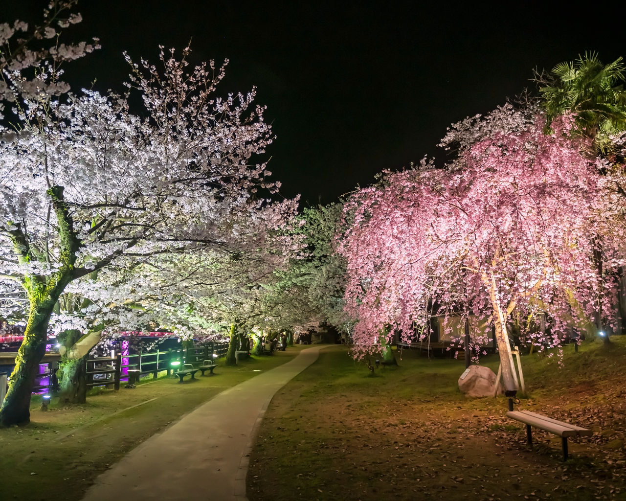 plant, blossom, tree, flower, cherry blossom, flowering plant, springtime, nature, beauty in nature, freshness, branch, growth, fragility, park, cherry tree, park - man made space, spring, pink, night, no people, outdoors, leaf, sky, transportation, illuminated, road, footpath, green, grass, city