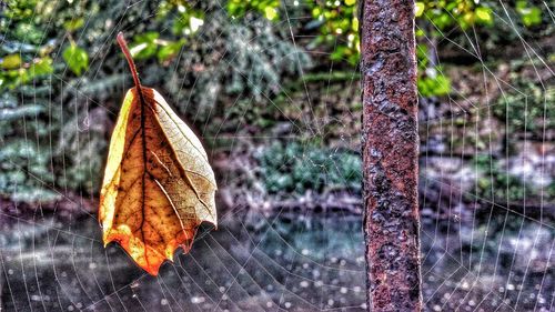 Close-up of leaves in water