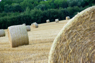 Hay bales on field