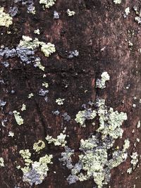 Full frame shot of weathered tree trunk