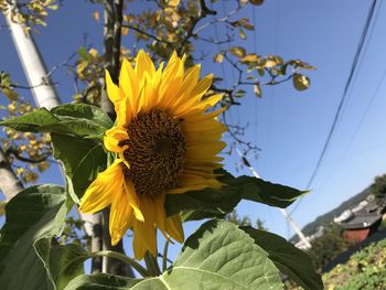 Close-up of sunflower against sky