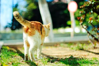 Cat on grass