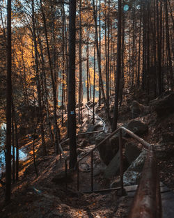 Trees in forest