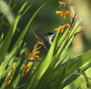 Close-up of bird perching on plant