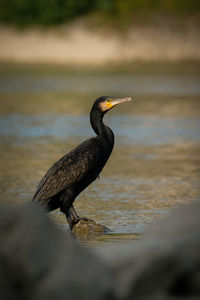 Bird perching on a lake