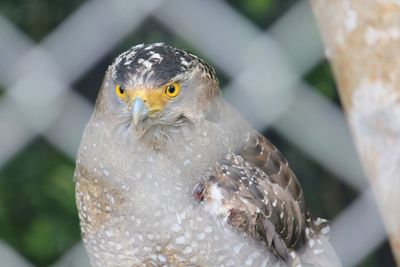 Bird seen through fence