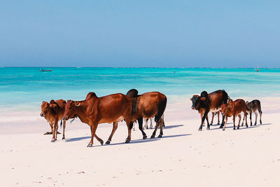 Cattle walking on shore at beach against clear sky
