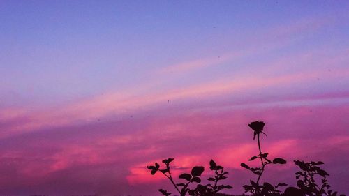 Low angle view of pink flowering plant against sky at sunset