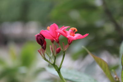 Close-up of pink rose flower
