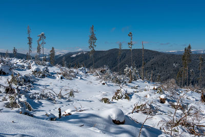 Winter pine tree forest destroyed, affected by a powerful snowstorm. natural disaster