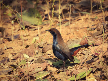 Indian robin male