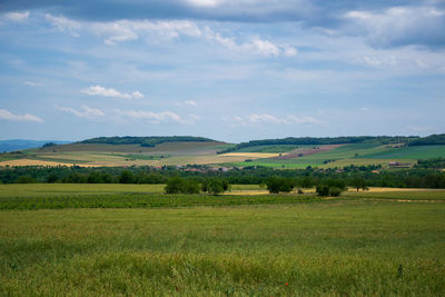 Scenic view of field against sky