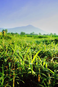 Crops growing on field against sky