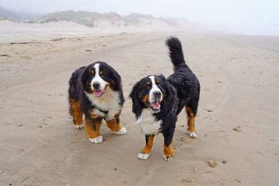 Two bernese mountain dogs on a beach