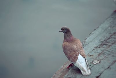 High angle view of pigeon on pier over water