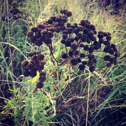 Close-up of flowering plant growing on field