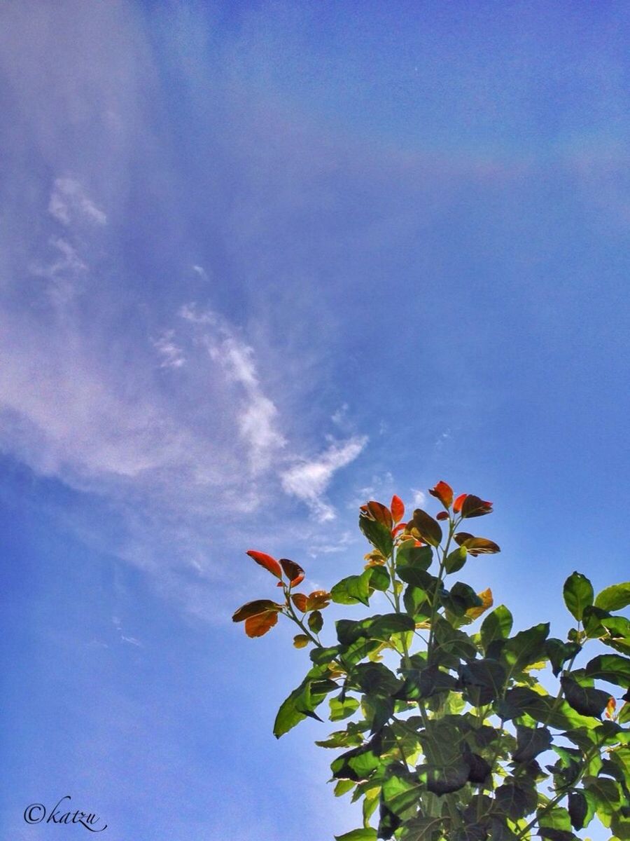 low angle view, growth, flower, leaf, sky, blue, freshness, beauty in nature, nature, fragility, plant, petal, green color, tree, cloud - sky, day, blooming, no people, outdoors, tranquility