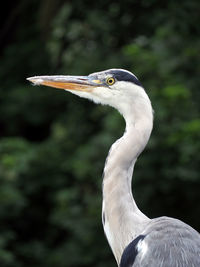 Heron bird head