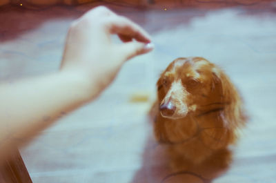 Close-up of dog hand on swimming pool