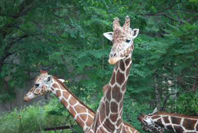 Portrait of giraffe standing in forest