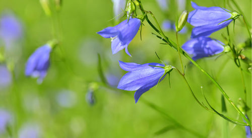 Close-up of purple flowering plant