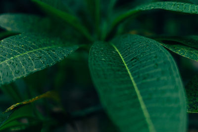 Macro shot of green leaves