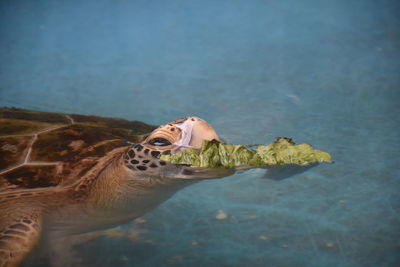 View of turtle swimming in sea