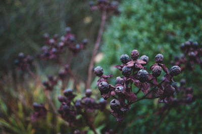 Close-up of purple flowering plant