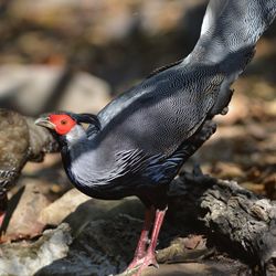 Close-up of a bird perching on rock