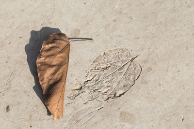 Directly above shot of dry leaf by imprint on floor during sunny day